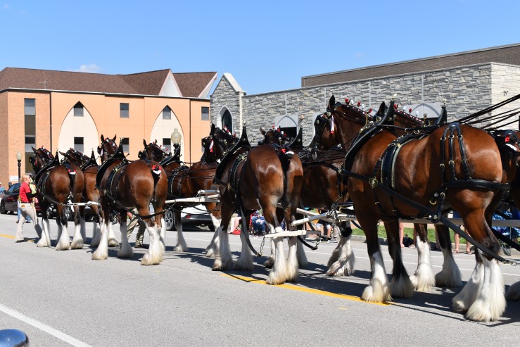 Clydesdale horses walking away from camera in parade