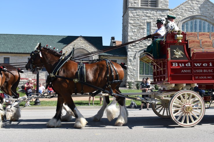 Clydesdale horses and carriage with dalmation