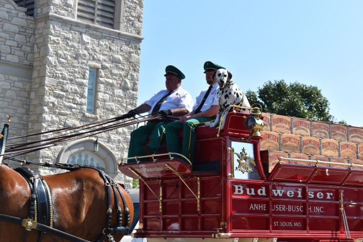 Dalmation riding in carriage for Budweiser and clydesdales