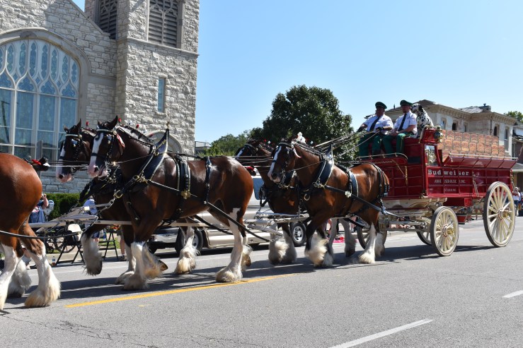 Clydesdale Horses and Carriage with dalmation