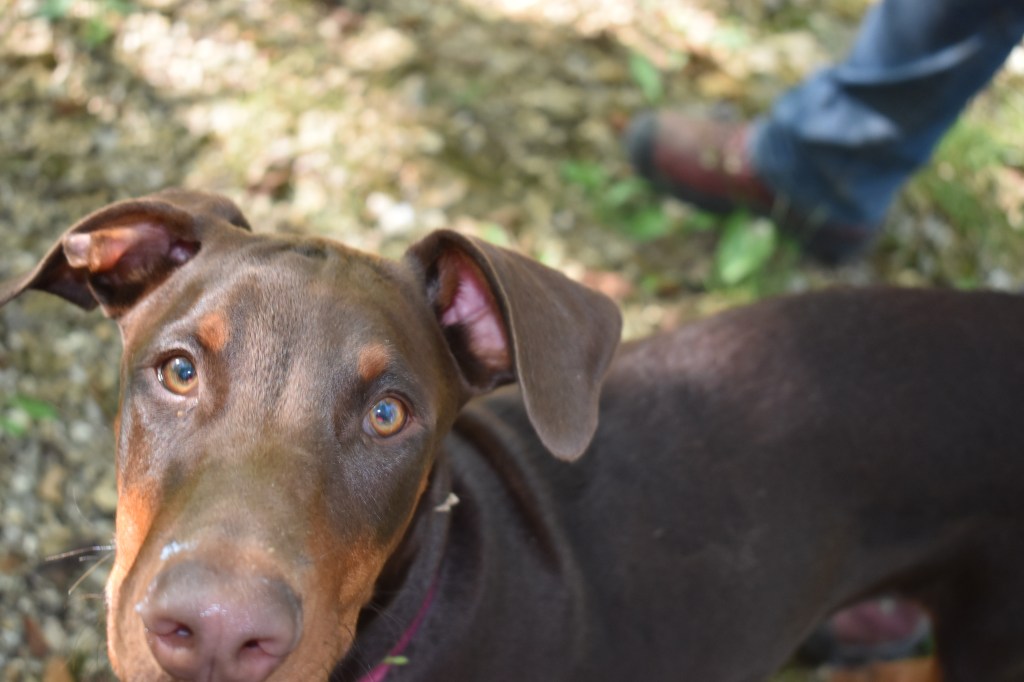Jango, or Doberman named after Jango Fett from the Star Wars Universe.